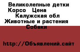 Великолепные детки Корсо › Цена ­ 15 000 - Калужская обл. Животные и растения » Собаки   